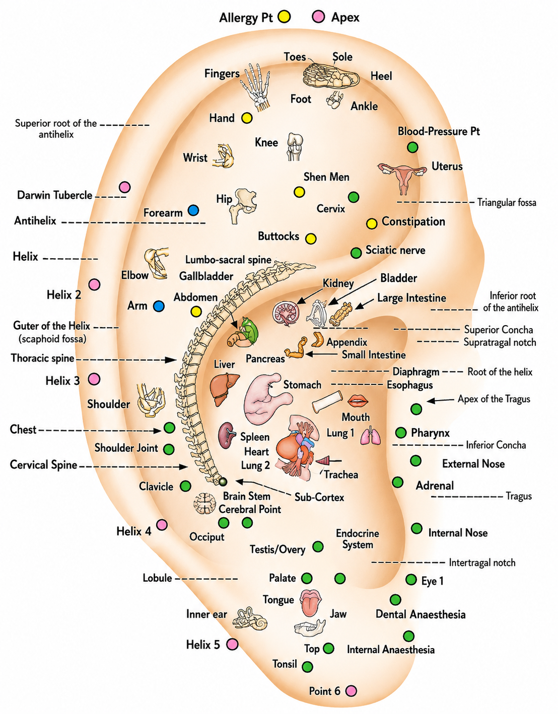 Auriculotherapy Point Chart