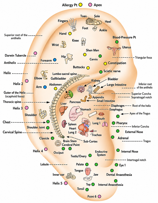 Auriculotherapy Point Chart